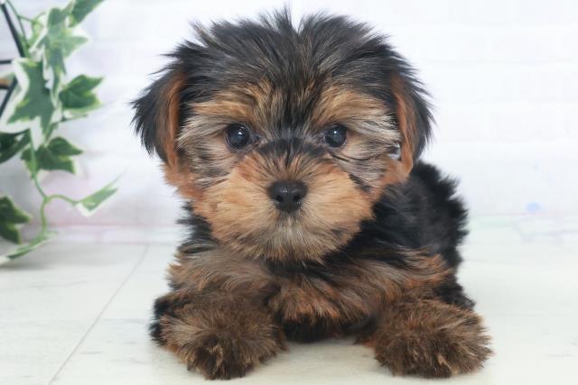 福岡県のヨークシャーテリア (Coo&RIKU福岡古賀店/2025年9月28日生まれ/女の子/スチールブルータン)の子犬の1枚目の画像