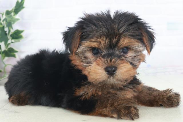 福岡県のヨークシャーテリア (Coo&RIKU福岡古賀店/2025年9月28日生まれ/女の子/スチールブルータン)の子犬の2枚目の画像