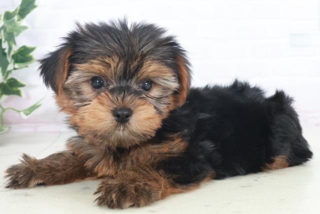 福岡県のヨークシャーテリア (Coo&RIKU福岡古賀店/2025年9月28日生まれ/女の子/スチールブルータン)の子犬の3枚目の画像