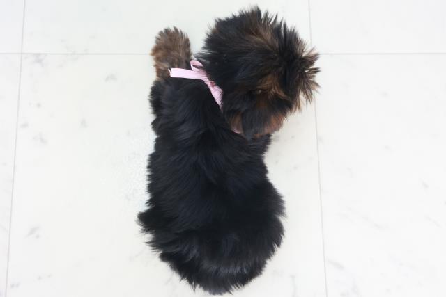 福岡県のヨークシャーテリア (Coo&RIKU福岡古賀店/2025年9月28日生まれ/女の子/スチールブルータン)の子犬の4枚目の画像