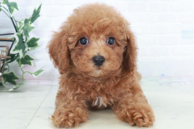 広島県のトイプードル(トイ) (Coo&RIKU東広島店/2025年9月28日生まれ/男の子/レッドフォーン)の子犬の1枚目の画像