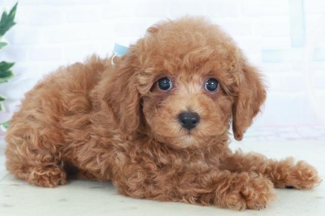 広島県のトイプードル(トイ) (Coo&RIKU東広島店/2025年9月28日生まれ/男の子/レッドフォーン)の子犬の2枚目の画像