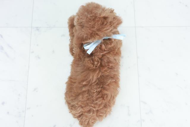 広島県のトイプードル(トイ) (Coo&RIKU東広島店/2025年9月28日生まれ/男の子/レッドフォーン)の子犬の4枚目の画像