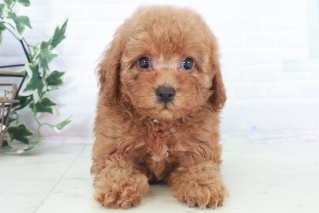 高知県のトイプードル(トイ) (Coo&RIKU高知御座店/2025年9月28日生まれ/女の子/レッドフォーン)の子犬の1枚目の画像