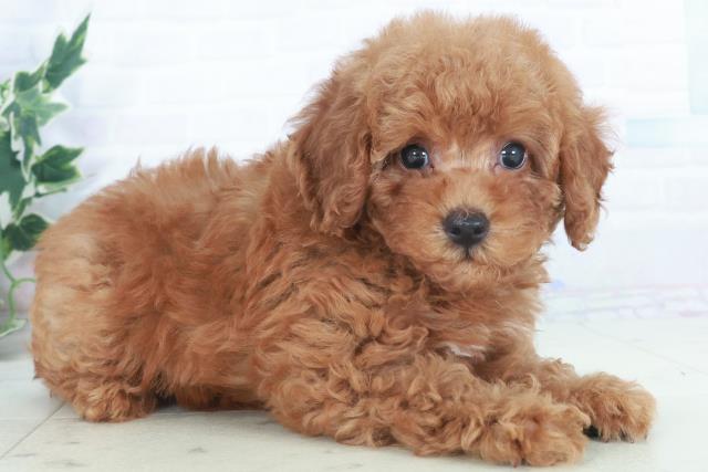 高知県のトイプードル(トイ) (Coo&RIKU高知御座店/2025年9月28日生まれ/女の子/レッドフォーン)の子犬の2枚目の画像