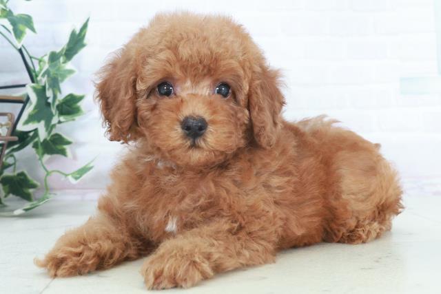 高知県のトイプードル(トイ) (Coo&RIKU高知御座店/2025年9月28日生まれ/女の子/レッドフォーン)の子犬の3枚目の画像