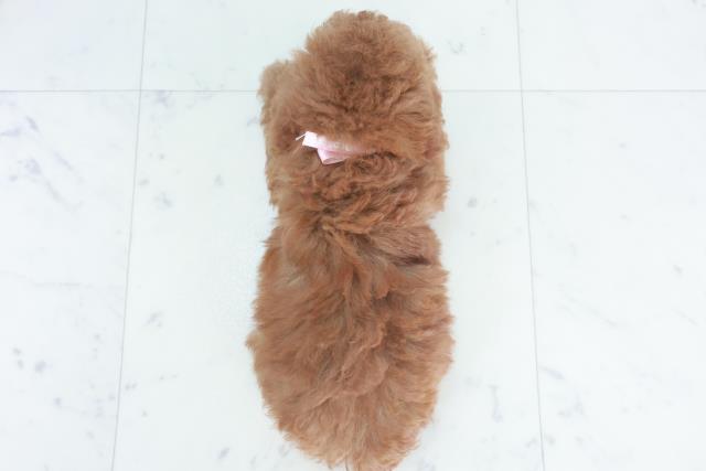 高知県のトイプードル(トイ) (Coo&RIKU高知御座店/2025年9月28日生まれ/女の子/レッドフォーン)の子犬の4枚目の画像