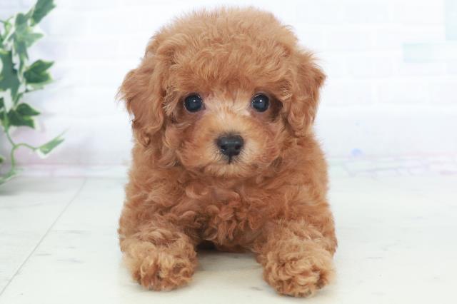 山口県のトイプードル(トイ) (Coo&RIKUシーモール下関店/2025年9月28日生まれ/女の子/レッドフォーン)の子犬