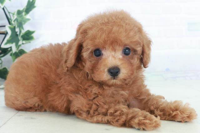 山口県のトイプードル(トイ) (Coo&RIKUシーモール下関店/2025年9月28日生まれ/女の子/レッドフォーン)の子犬の2枚目の画像