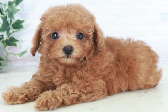 山口県のトイプードル(トイ) (Coo&RIKUシーモール下関店/2025年9月28日生まれ/女の子/レッドフォーン)の子犬の3枚目の画像