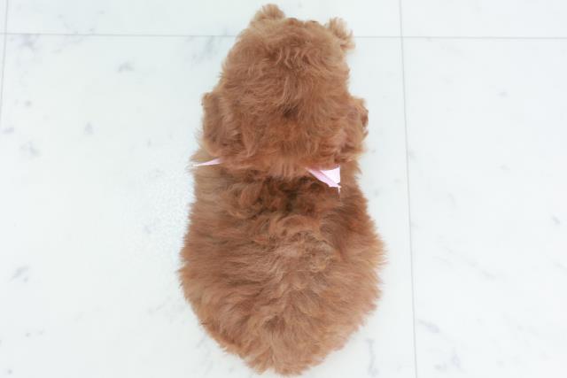 山口県のトイプードル(トイ) (Coo&RIKUシーモール下関店/2025年9月28日生まれ/女の子/レッドフォーン)の子犬の4枚目の画像