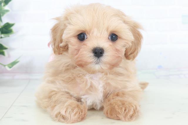 岡山県のマルプー(マルチーズ×プードル) (Coo&RIKU岡山店/2025年9月28日生まれ/女の子/ペールフォーン)の子犬の1枚目の画像