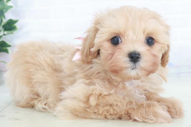 岡山県のマルプー(マルチーズ×プードル) (Coo&RIKU岡山店/2025年9月28日生まれ/女の子/ペールフォーン)の子犬の2枚目の画像