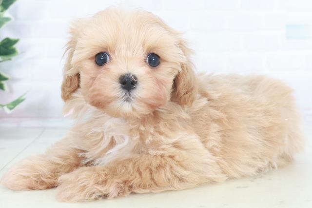 岡山県のマルプー(マルチーズ×プードル) (Coo&RIKU岡山店/2025年9月28日生まれ/女の子/ペールフォーン)の子犬の3枚目の画像