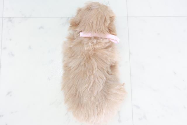 岡山県のマルプー(マルチーズ×プードル) (Coo&RIKU岡山店/2025年9月28日生まれ/女の子/ペールフォーン)の子犬の4枚目の画像