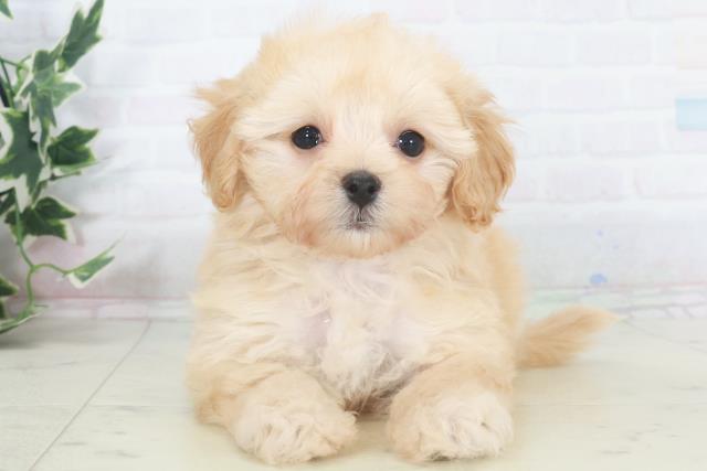 広島県のマルプー(マルチーズ×プードル) (Coo&RIKUゆめタウン大竹店/2025年9月28日生まれ/女の子/ペールフォーン)の子犬の1枚目の画像