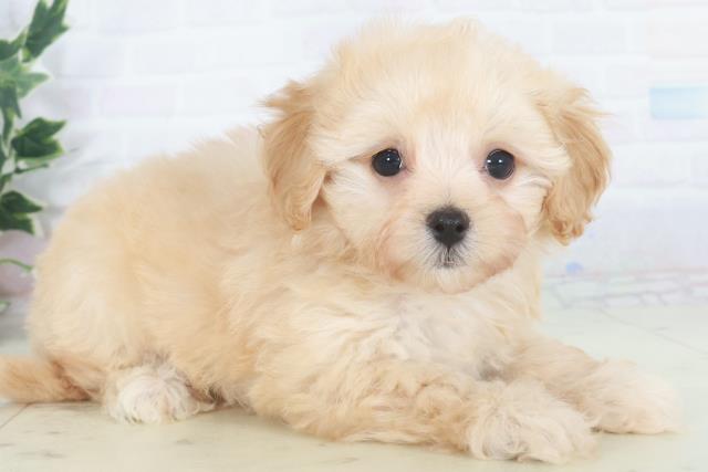 広島県のマルプー(マルチーズ×プードル) (Coo&RIKUゆめタウン大竹店/2025年9月28日生まれ/女の子/ペールフォーン)の子犬の2枚目の画像