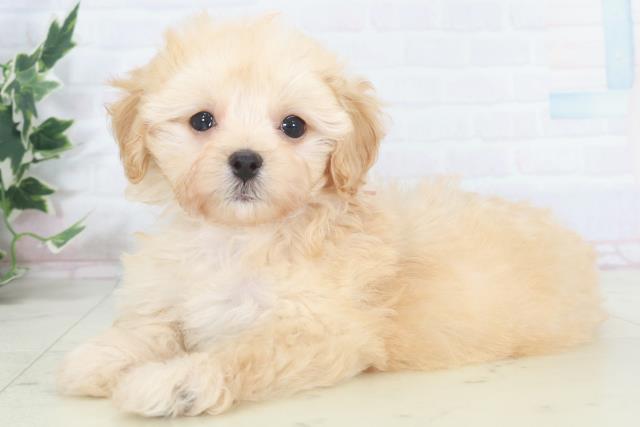 広島県のマルプー(マルチーズ×プードル) (Coo&RIKUゆめタウン大竹店/2025年9月28日生まれ/女の子/ペールフォーン)の子犬の3枚目の画像