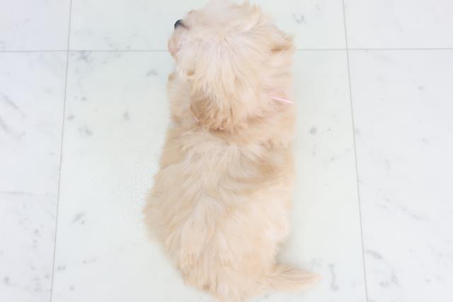広島県のマルプー(マルチーズ×プードル) (Coo&RIKUゆめタウン大竹店/2025年9月28日生まれ/女の子/ペールフォーン)の子犬の4枚目の画像