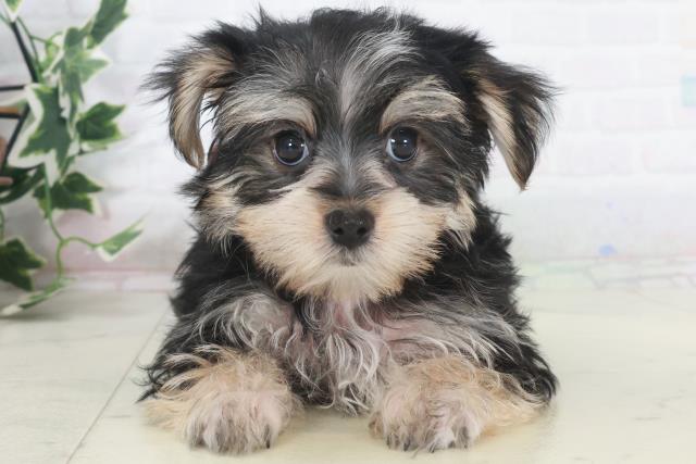 岡山県のマルキー/マルヨーキー(マルチーズ×ヨークシャーテリア) (Coo&RIKU岡山店/2025年9月22日生まれ/女の子/スチールブルータン)の子犬の1枚目の画像