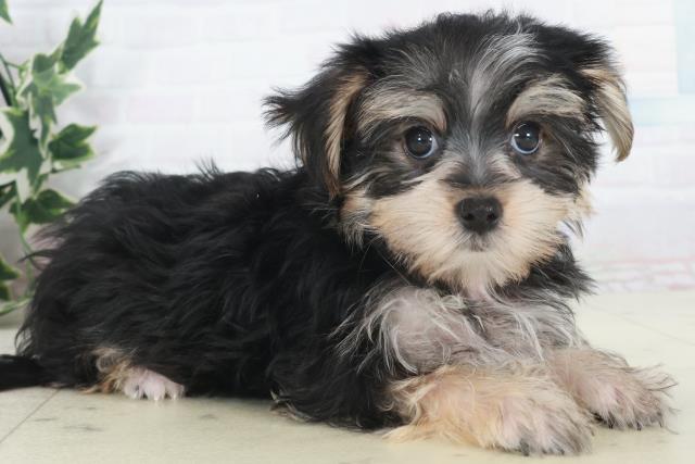 岡山県のマルキー/マルヨーキー(マルチーズ×ヨークシャーテリア) (Coo&RIKU岡山店/2025年9月22日生まれ/女の子/スチールブルータン)の子犬の2枚目の画像