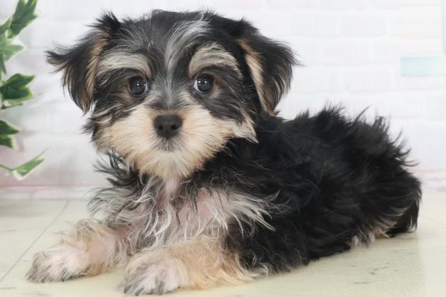 岡山県のマルキー/マルヨーキー(マルチーズ×ヨークシャーテリア) (Coo&RIKU岡山店/2025年9月22日生まれ/女の子/スチールブルータン)の子犬の3枚目の画像