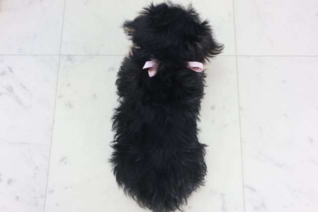 岡山県のマルキー/マルヨーキー(マルチーズ×ヨークシャーテリア) (Coo&RIKU岡山店/2025年9月22日生まれ/女の子/スチールブルータン)の子犬の4枚目の画像