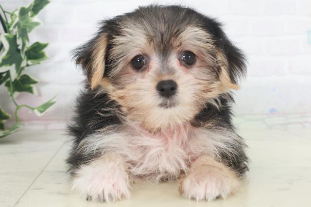 高知県のマルキー/マルヨーキー(マルチーズ×ヨークシャーテリア) (Coo&RIKU高知御座店/2025年9月22日生まれ/女の子/スチールブルータン)の子犬の1枚目の画像