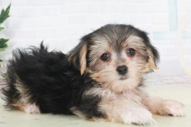 高知県のマルキー/マルヨーキー(マルチーズ×ヨークシャーテリア) (Coo&RIKU高知御座店/2025年9月22日生まれ/女の子/スチールブルータン)の子犬の2枚目の画像