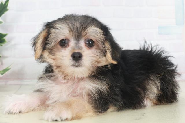 高知県のマルキー/マルヨーキー(マルチーズ×ヨークシャーテリア) (Coo&RIKU高知御座店/2025年9月22日生まれ/女の子/スチールブルータン)の子犬の3枚目の画像