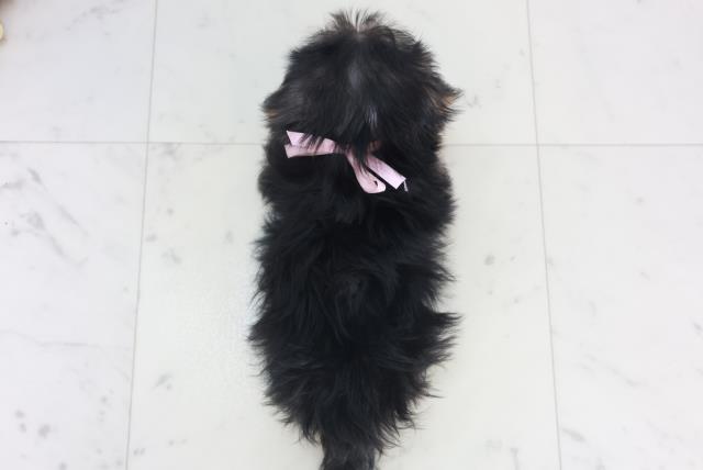 高知県のマルキー/マルヨーキー(マルチーズ×ヨークシャーテリア) (Coo&RIKU高知御座店/2025年9月22日生まれ/女の子/スチールブルータン)の子犬の4枚目の画像