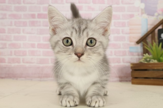 愛媛県のマンチカン (Coo&RIKUイオンタウン川之江店/2025年9月9日生まれ/男の子/ブルータビー)の子猫