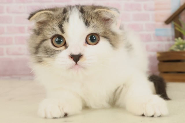 福岡県のスコティッシュフォールド (Coo&RIKU黒崎店/2025年8月15日生まれ/女の子/ブラウンタビーホワイト)の子猫の1枚目の画像