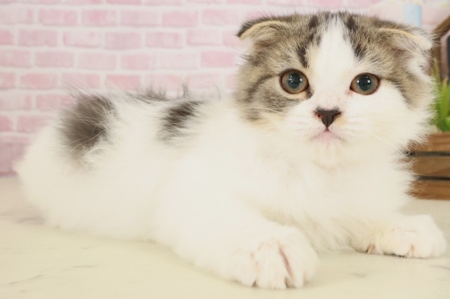 福岡県のスコティッシュフォールド (Coo&RIKU黒崎店/2025年8月15日生まれ/女の子/ブラウンタビーホワイト)の子猫の2枚目の画像