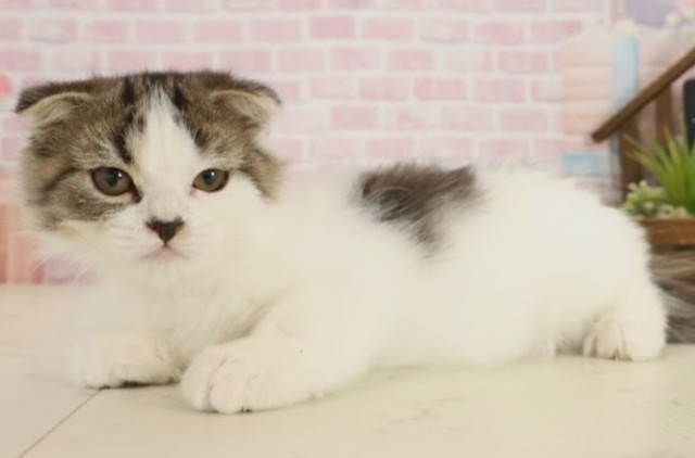 福岡県のスコティッシュフォールド (Coo&RIKU黒崎店/2025年8月15日生まれ/女の子/ブラウンタビーホワイト)の子猫の3枚目の画像