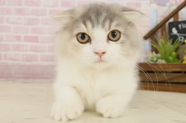 熊本県のスコティッシュフォールド (Coo&RIKU熊本店/2025年8月15日生まれ/女の子/ブルーパッチドタビーホワイト)の子猫の1枚目の画像