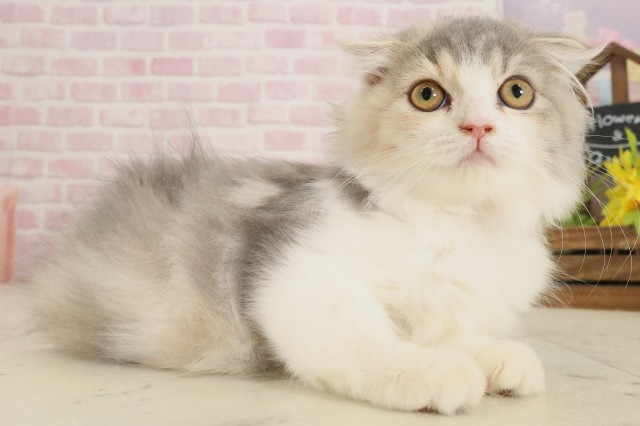 熊本県のスコティッシュフォールド (Coo&RIKU熊本店/2025年8月15日生まれ/女の子/ブルーパッチドタビーホワイト)の子猫の2枚目の画像