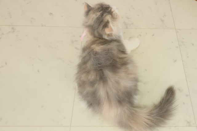 熊本県のスコティッシュフォールド (Coo&RIKU熊本店/2025年8月15日生まれ/女の子/ブルーパッチドタビーホワイト)の子猫の4枚目の画像