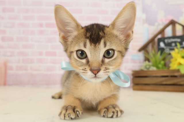 広島県のソマリ (Coo&RIKU東広島店/2025年9月3日生まれ/男の子/ルディ)の子猫の1枚目の画像