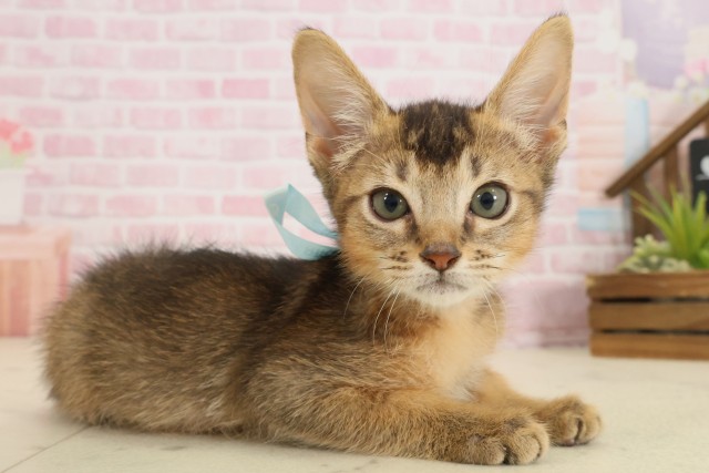 広島県のソマリ (Coo&RIKU東広島店/2025年9月3日生まれ/男の子/ルディ)の子猫の2枚目の画像