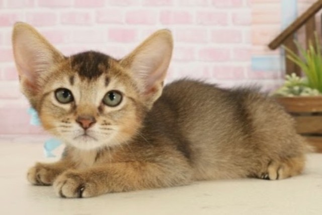 広島県のソマリ (Coo&RIKU東広島店/2025年9月3日生まれ/男の子/ルディ)の子猫の3枚目の画像