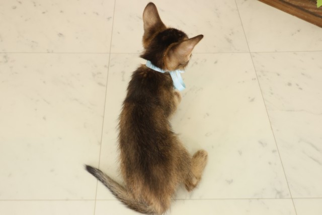 広島県のソマリ (Coo&RIKU東広島店/2025年9月3日生まれ/男の子/ルディ)の子猫の4枚目の画像