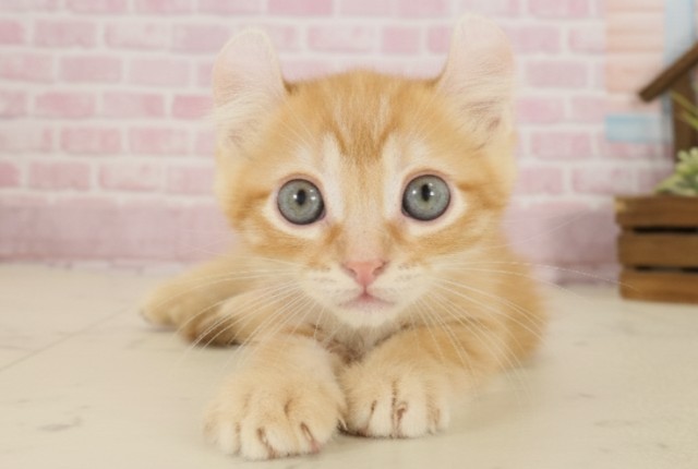 島根県のアメリカンカール (Coo&RIKU出雲店/2025年9月26日生まれ/男の子/レッドタビー)の子猫の1枚目の画像