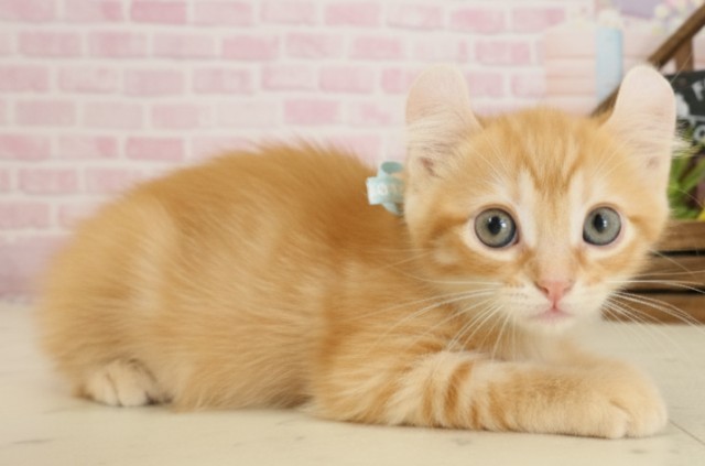 島根県のアメリカンカール (Coo&RIKU出雲店/2025年9月26日生まれ/男の子/レッドタビー)の子猫の2枚目の画像