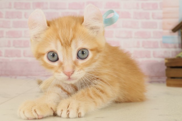 島根県のアメリカンカール (Coo&RIKU出雲店/2025年9月26日生まれ/男の子/レッドタビー)の子猫の3枚目の画像