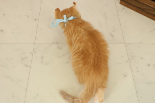 島根県のアメリカンカール (Coo&RIKU出雲店/2025年9月26日生まれ/男の子/レッドタビー)の子猫の4枚目の画像