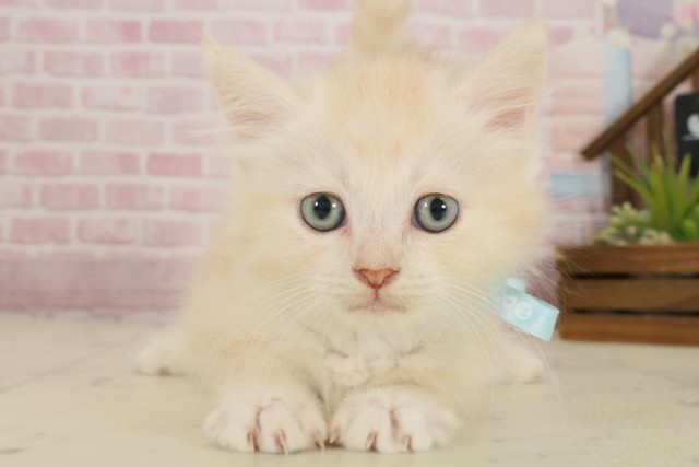 徳島県のサイベリアン (Coo&RIKU徳島店/2025年9月18日生まれ/男の子/クリームタビーホワイト)の子猫の1枚目の画像