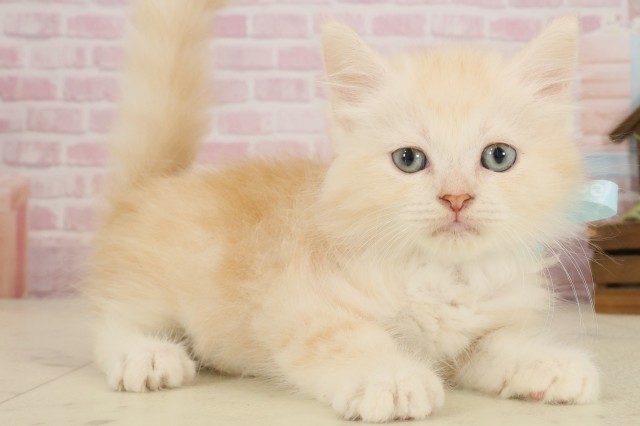 徳島県のサイベリアン (Coo&RIKU徳島店/2025年9月18日生まれ/男の子/クリームタビーホワイト)の子猫の2枚目の画像