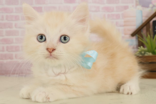 徳島県のサイベリアン (Coo&RIKU徳島店/2025年9月18日生まれ/男の子/クリームタビーホワイト)の子猫の3枚目の画像