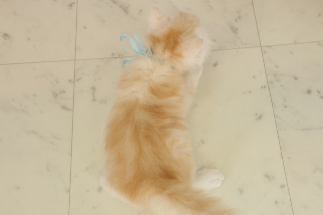 徳島県のサイベリアン (Coo&RIKU徳島店/2025年9月18日生まれ/男の子/クリームタビーホワイト)の子猫の4枚目の画像